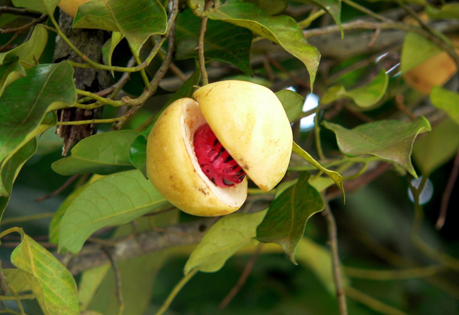 A nutmeg pod split open on the tree, showing the red mace around the seed — Grenada's signature spice
